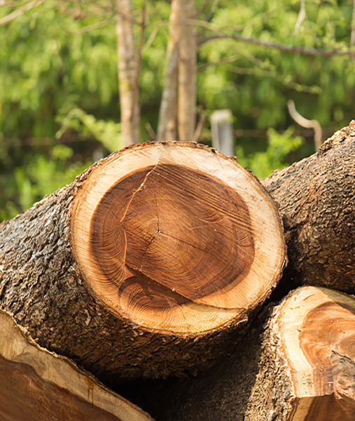  Evolution - <br>From Flooring <br>to Holistic Living